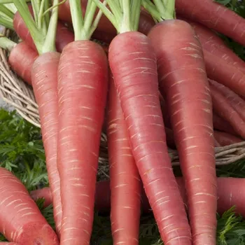 Fresh Red Carrot